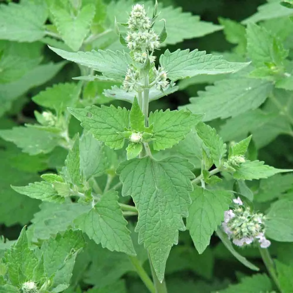 Seeds. Catnip (300mg) 2025